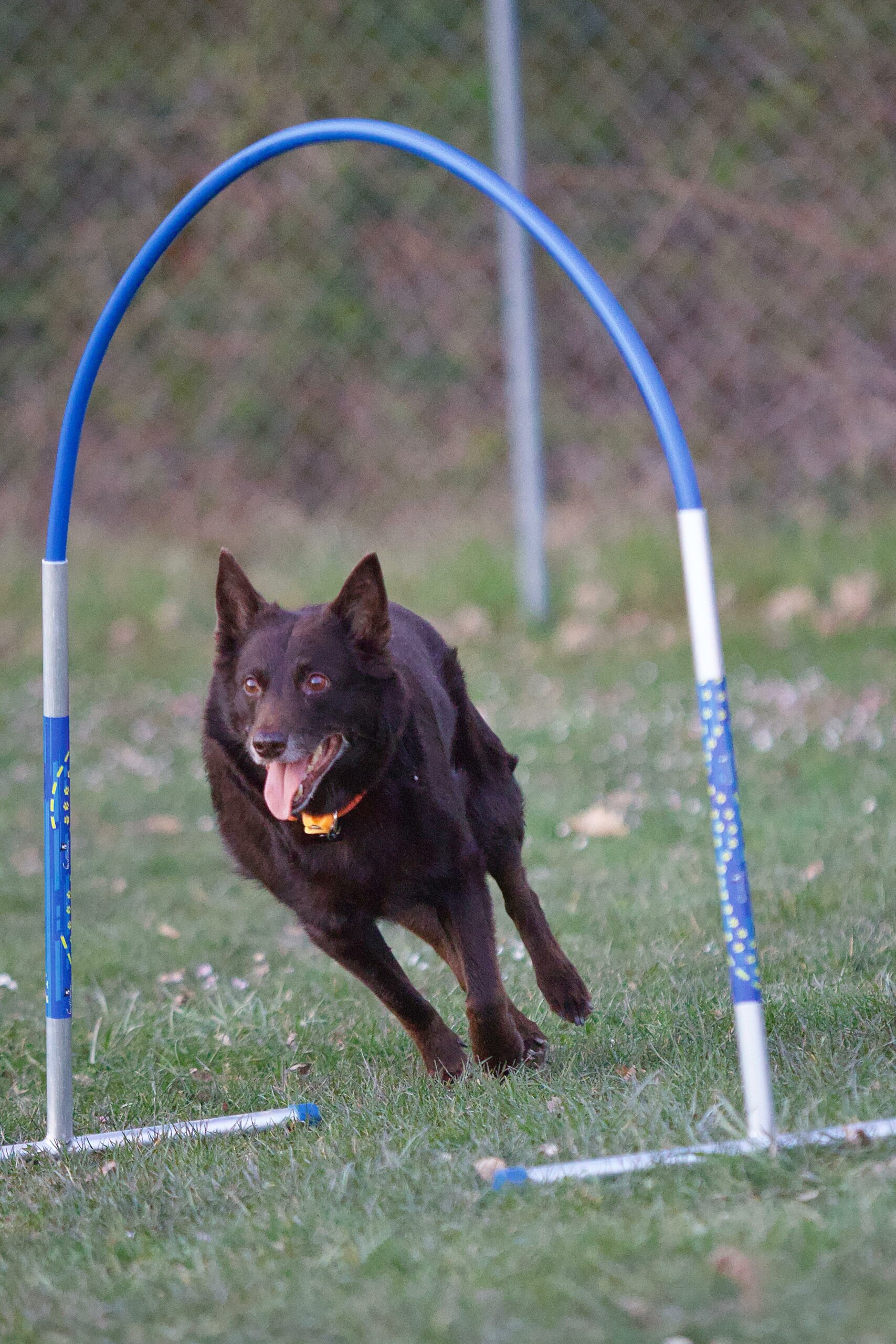 Chien en compétition d'agility hoopers